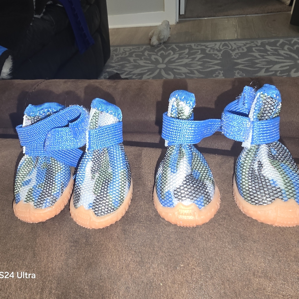 Small Dog  Blue and White Shoes
